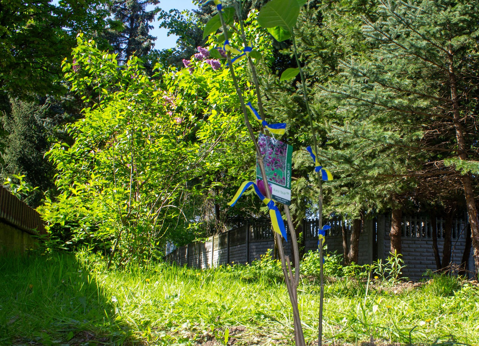 Весняна толока, прибирання території, магнолія і сакура в подарунок